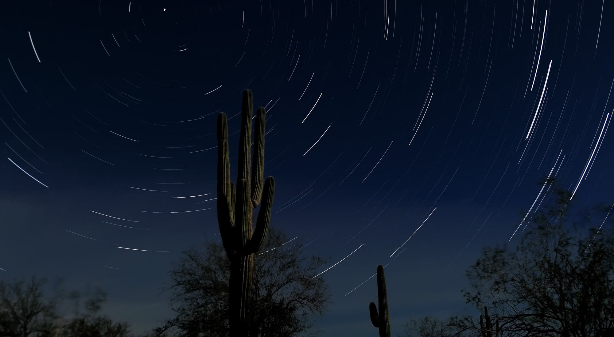 Star trails circling above a saguaro