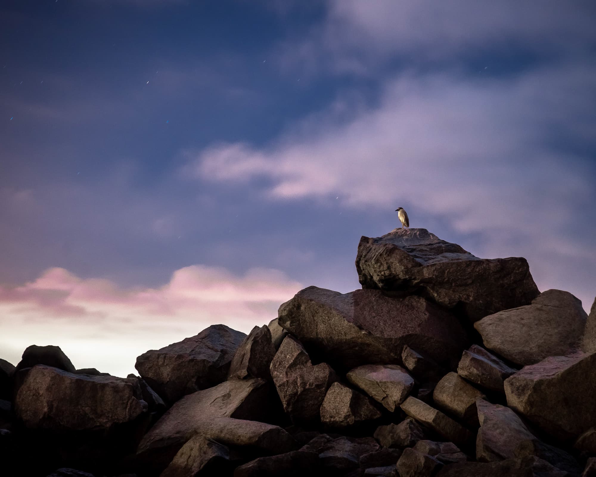 A heron on a granite jetty at twilight