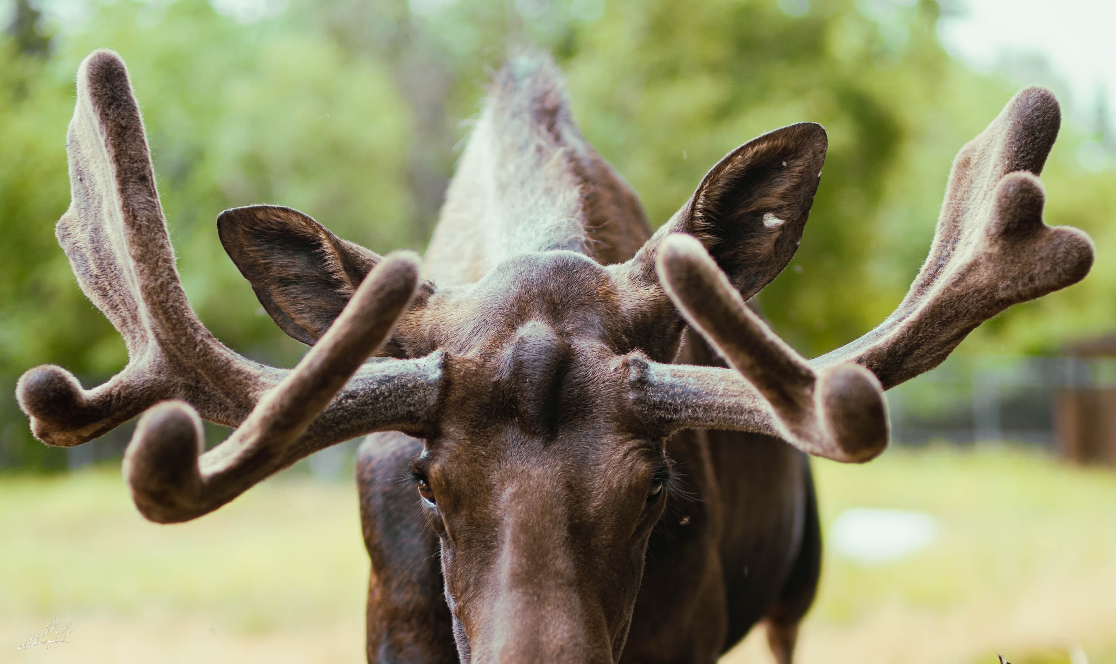 Close portrait of a bull moose with velvet antlers