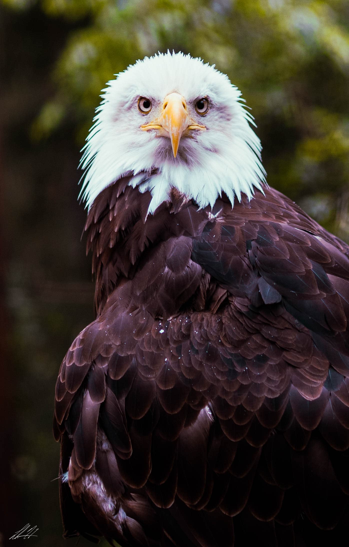 Bald eagle looking directly toward the camera
