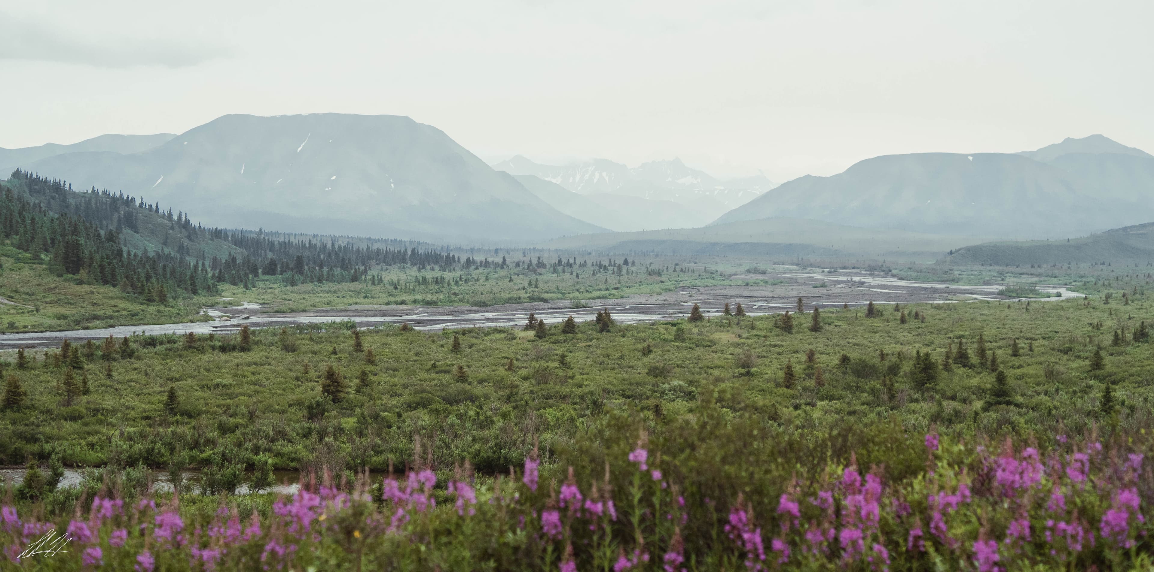 Purple fireweed before a river valley and distant mountains