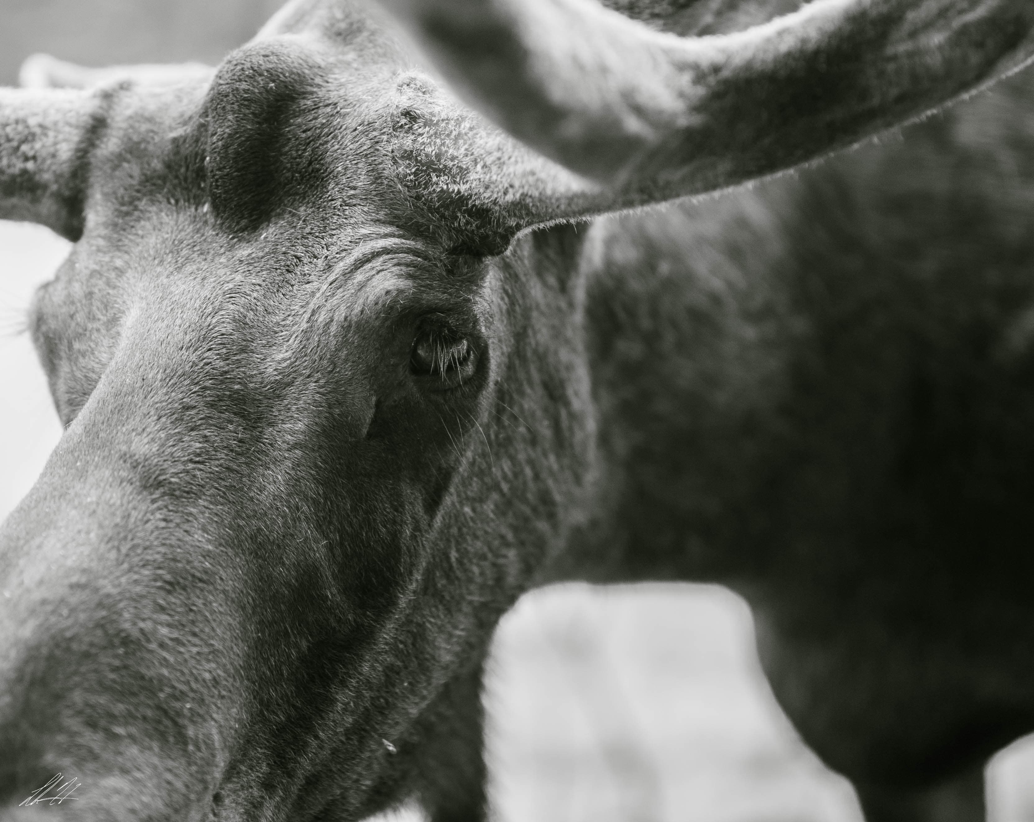 Black-and-white close-up of a moose eye and fur