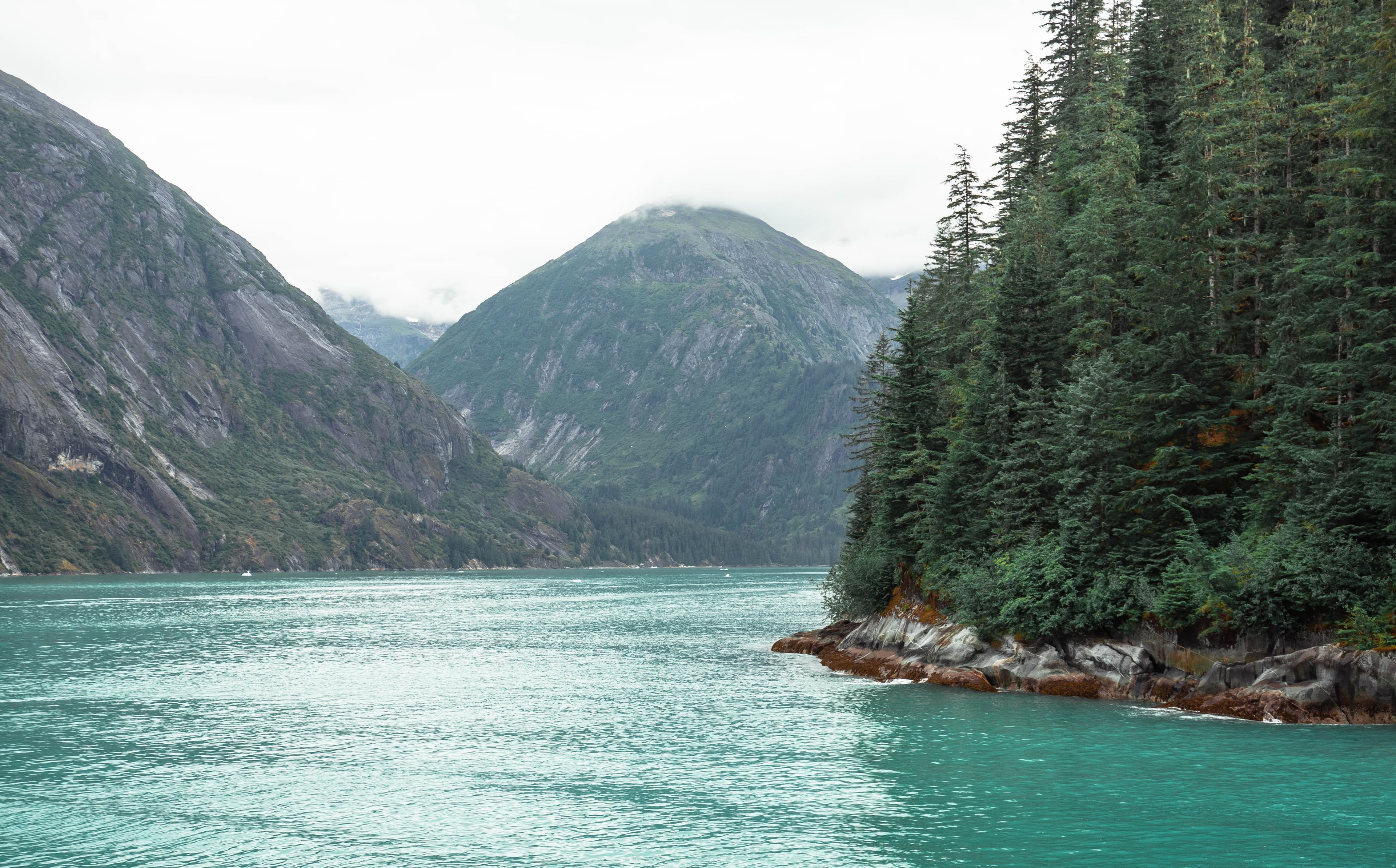 Teal fjord water between forested and rocky shores